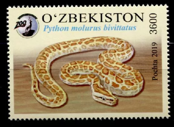 Schlangen. Dunkler Tigerpython. Zoo von Taschkent.  1W. Usbekistan 2019