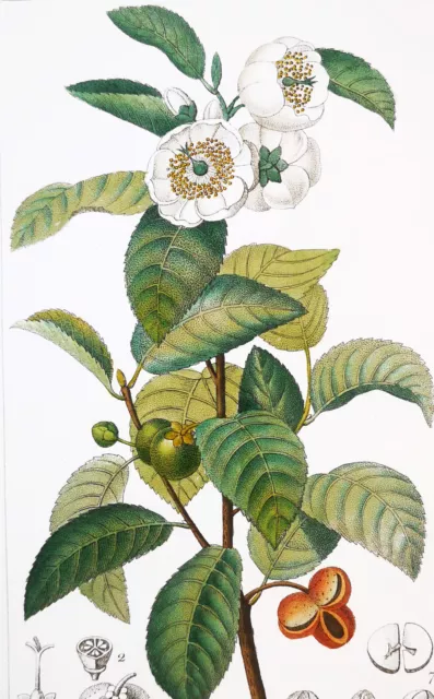 1831, Turpin Original Fine Antique Watercolour Thea Bohea Xvh