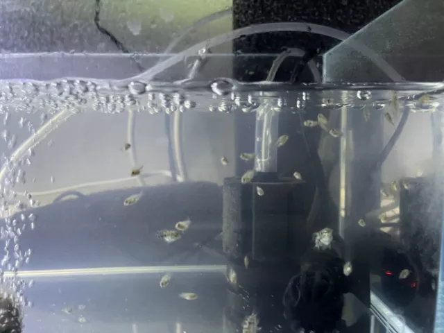 Polar Blue Parrot Cichlid Fry 5 pack