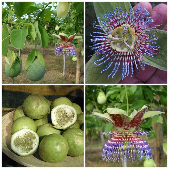 Semi Di Frutto Della Passione (Passiflora Edulis) - Confezione Da 12 Semi Per Coltivazione