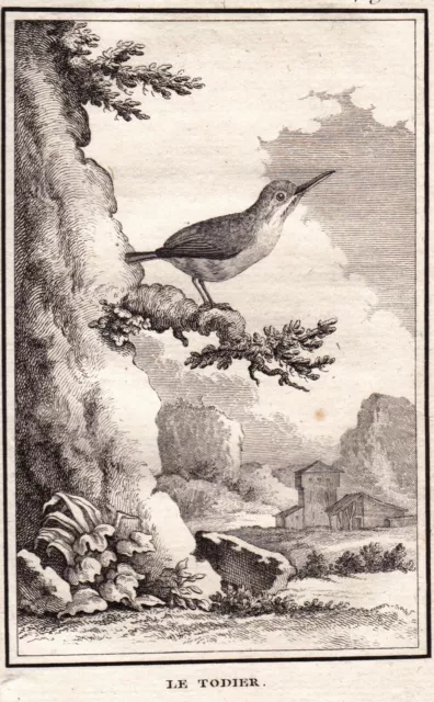 Gravure XVIIIe Todier Todidés Coraciiformes Vielfarbentodi Ornithologie 1770