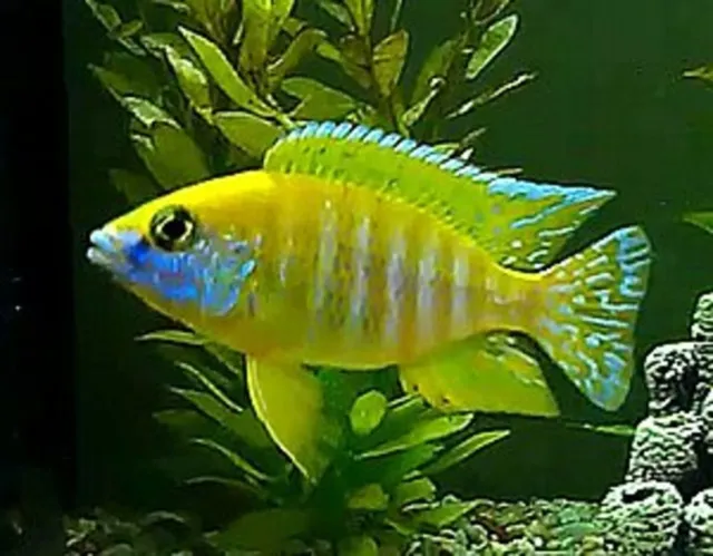 Yellow Peacock Cichlid (Aulonocara baenschi) - Live Freshwater African Fish