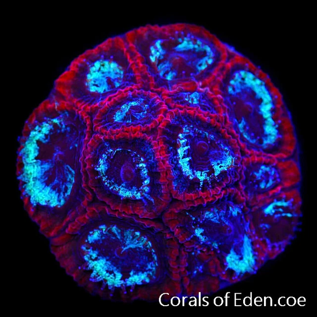 CORALS OF EDEN ~ Crimson Rider Favia Coral Frag - Live Coral for Sale - LPS -SPS