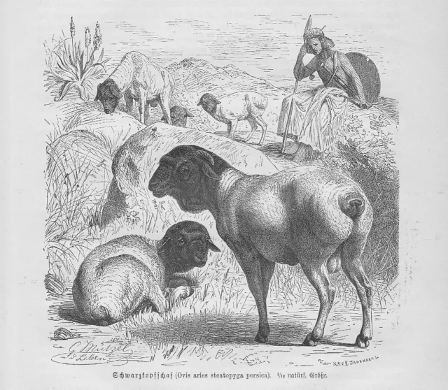 Schwarzkopfschaf Ovis aries steatopyga persica Holzstich von 1891 Schafe