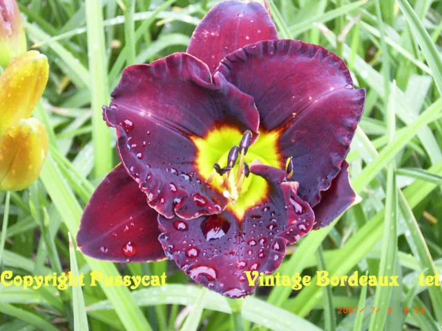 Taglilie "Vintage Bordeaux" Daylily Hemerocallis