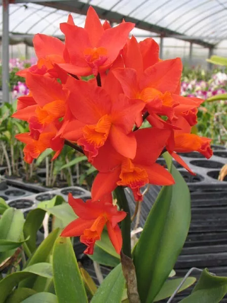 Pot. Shinfong Dawn 4.5 in pot super fragrant 45$ blooming size