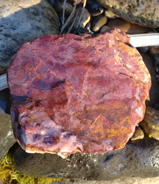 Petrified Opalized Rainbow Wood Slab Raw Eastern WA Beautiful Coloring 494g