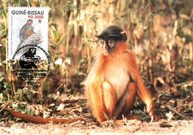 E0008 WWF Maximum Card 1992 Fauna Animals Apes Guinea Bissau Western Red Colobus