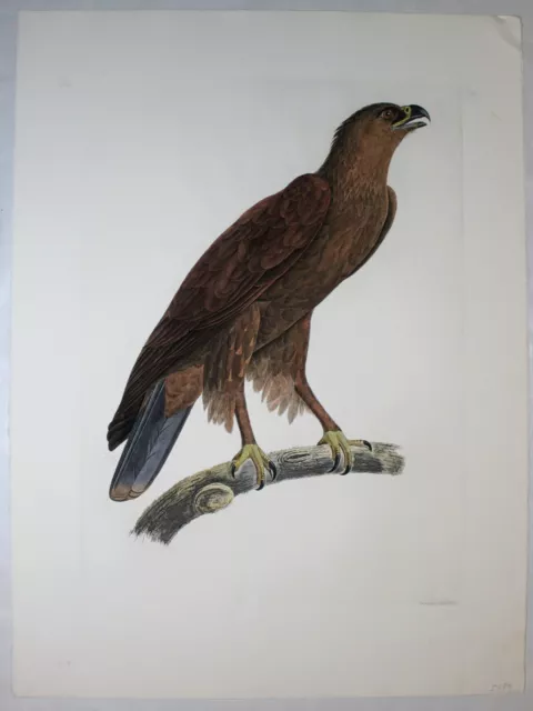 Handkolorier selten Kupferstich Adler Vogel, Vom Louvre, Gravur 1800, 76x56 cm