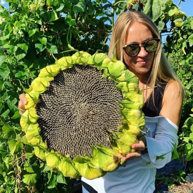 15 Semi Girasole Gigante - Mongolian Giant Sunflower Semi Selezionati + Omaggio