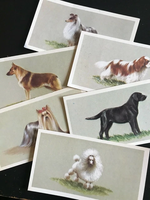 grandee cigarette cards GRANDEE CIGAR TOP Dogs Collection John Player Cigarette Cards Series of 25  £2.24