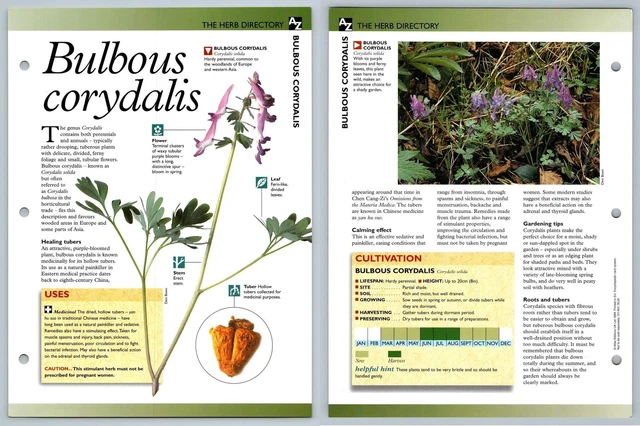 Bilbous Corydalis - Directory - Secret World Of Herbs Fact File Card