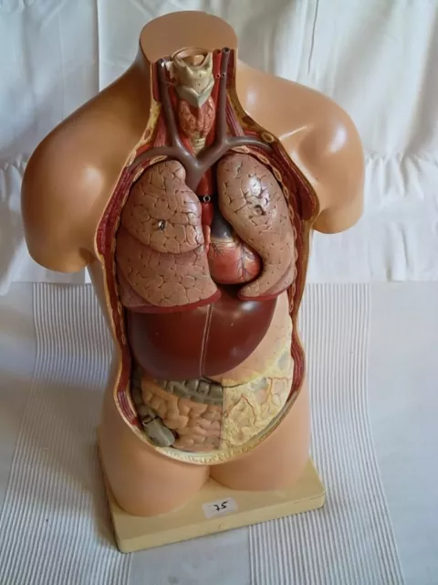 Somso Gipsmodell Lehrmodell menschlicher Körper Anatomiemodell Torso Nr. 75
