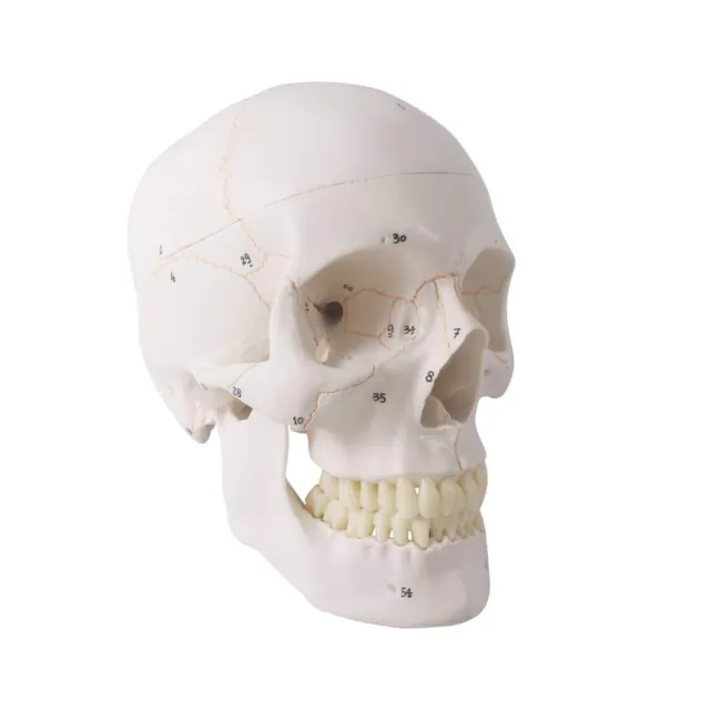 Generies 2021 Newest Design Human Skull Anatomical Model,with Painted Sutures...