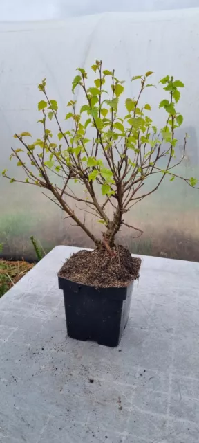 Bonsai,  Birkenbaum, Sandbirke, Betula  pendula  im 2 Liter Topf