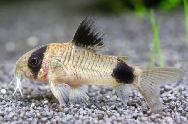 Buy live fish in bulk top