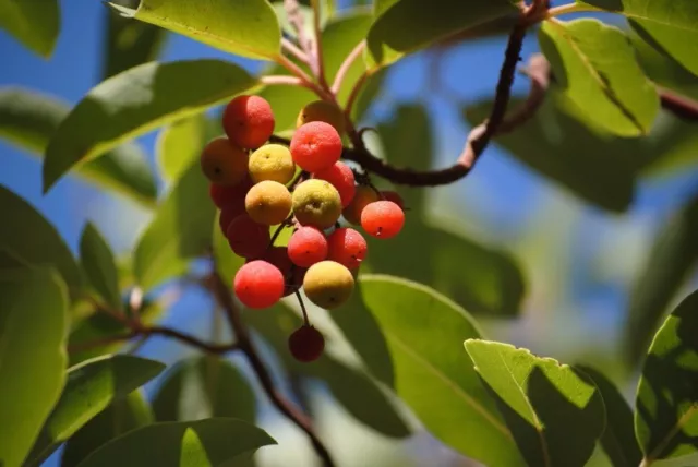 SAMEN  der Erdbeerbaum Arbutus unedo Wintergarten Terrasse Balkon Exot Samen Obs