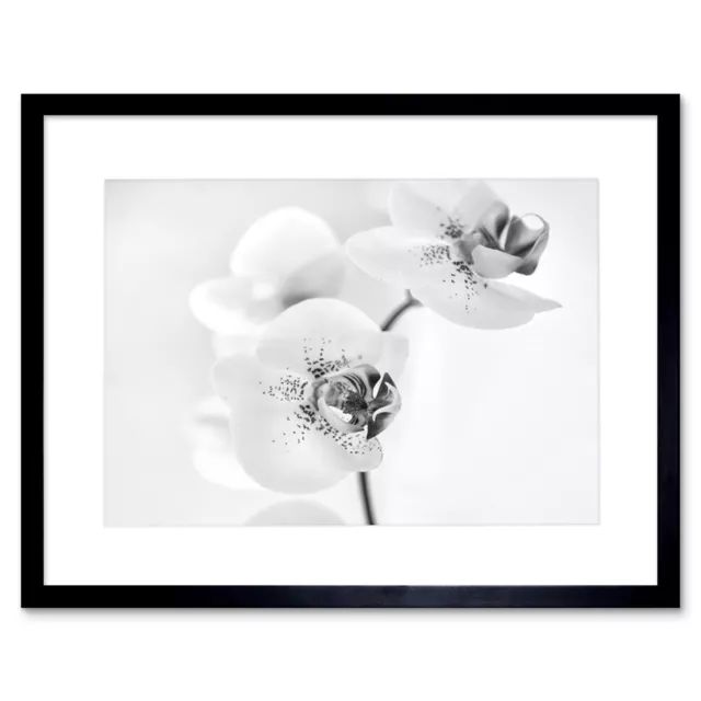 Photo Nature Plant Orchid Flower Black White Framed Print 12x16 Inch