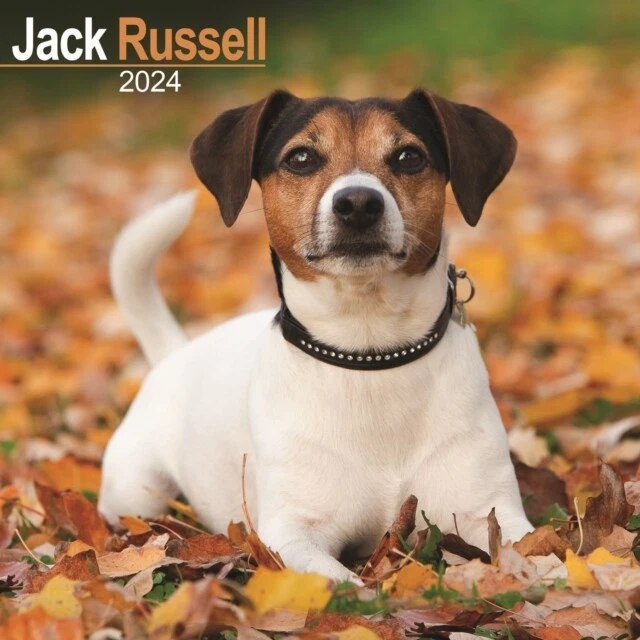 JACK RUSSELL CALENDARIO 2024 Calendario da parete razza di cane