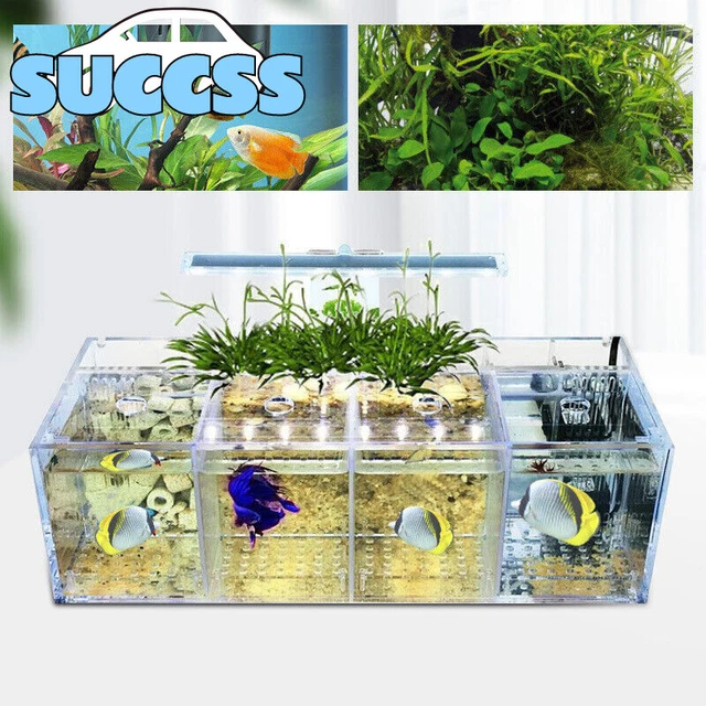 LED Light Aquarium Acrylic 4 Grids Betta Fish Tank Isolation Box with Pump US