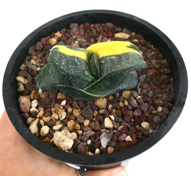 Gasteria armstrongii cv RIO GRANDE -  -