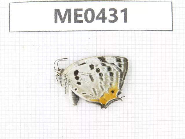 Butterfly. Araragi enthea. Jilin, Baishan, Fusong county. 1F. ME0431.