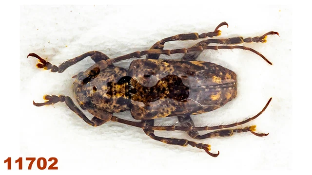 Cerambycidae: Lamiinae sp.   A1, 9 mm, 1 pc