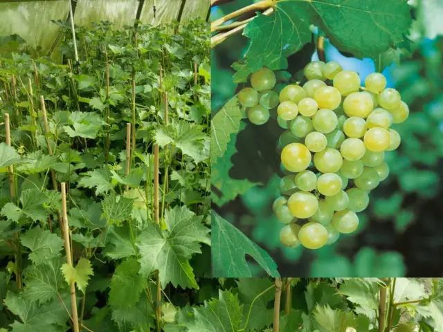 Vitis vinifera Phönix Muscaris gelbe Weinrebe Tafeltraube Wein Weintraube