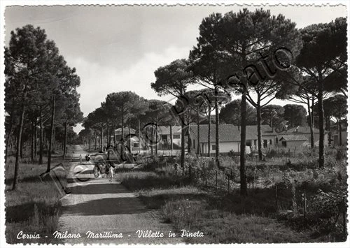 Cartolina di Milano Marittima (Cervia), villette in pineta - Ravenna, 1954