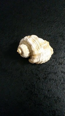 TRIGONOSTOMA ANGULATA    FOSSILE MIOCENE BURDIGALIEN GIRONDE FRANCE O 
