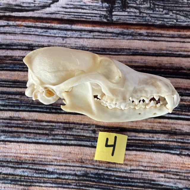 Real Red Fox Unique Animal Mount Halloween Skull Art Craft Mountain Man Canine