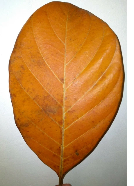 Dried Jack Fruit Leaves Organic Bio Film Shrimp Aquarium Natural Ceylon 100 Pcs 2