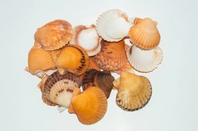 NessaStores Orange Pecten Sea Shell Beach Craft Scallop 2" - 3" (16 pcs ) #JC-31