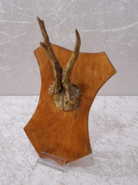 Swvvpu - Chevreuil Bois Sur Plaque de Bois - Vintage - Chasse Trophée