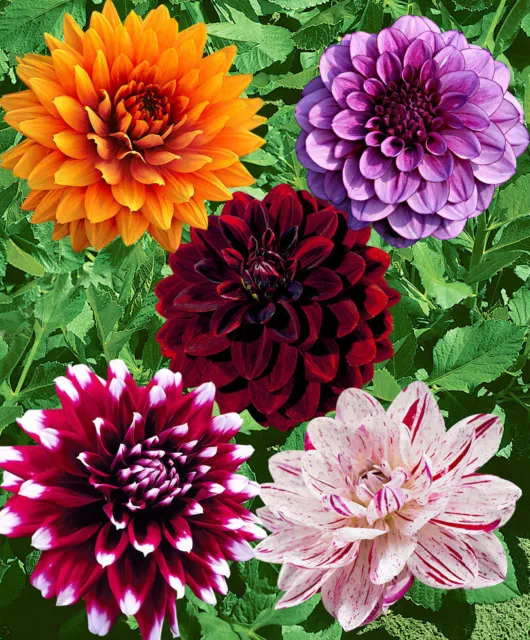 Mixed Colour Decorative Dahlia Tubers