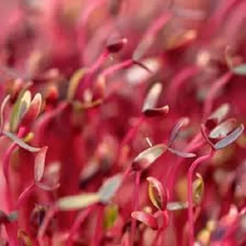 Red Garnet Micro Green Sprouts High In Protein 1000 Seeds