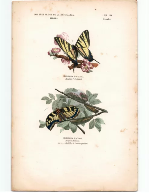 Antike Handkolorierte Lithographie Grafik 19 Jh. Schmetterlinge, Falter, Motten