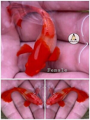 2x Female ☆ ABINO KOI RED EAR- Live Aquarium Guppy Fish-  High Quality (VIP) A++