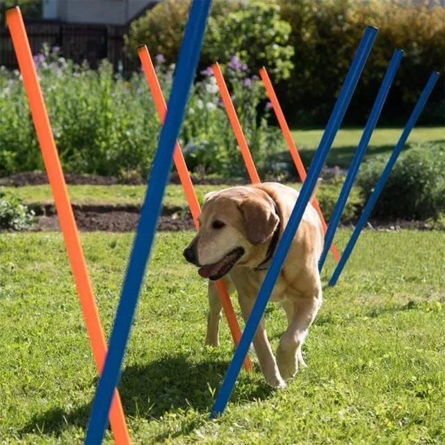 PAWISE Mascotas Perros Juegos al aire libre Agilidad Ejercicio Entrenamiento Equipo Agilidad Kit