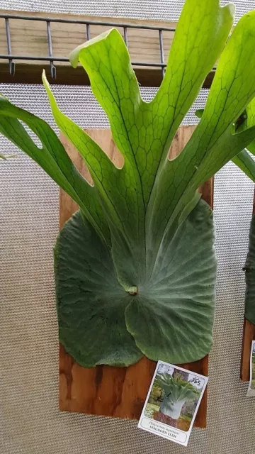 Staghorn Fern, Australian Species Fern ,Platycerium superbum. 3