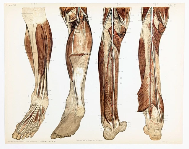 1892 Legs Calves Achilles Veins Anatomical Lithograph Dr. George McClellan
