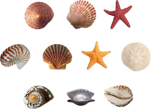 SEASHELLS 10 Decals Removable WALL STICKER DIY Art Sandollar Pearl Starfish