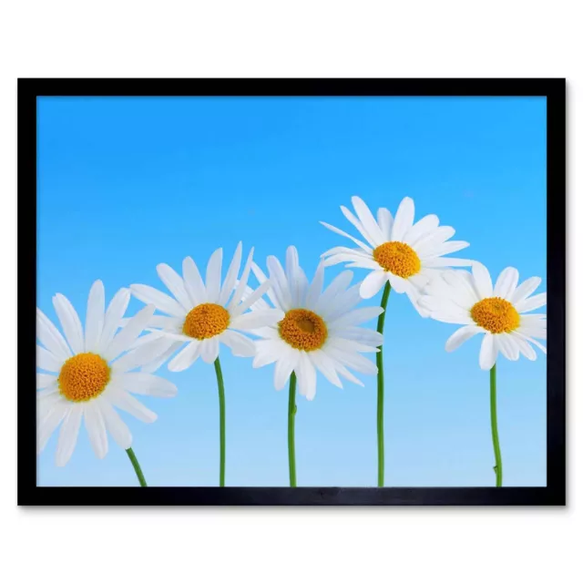 Daisy Flowers Blue White 12X16 Inch Framed Art Print