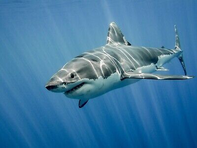 The Great White Shark Nature - Large Wall Art Canvas Framed Picture 30X18 Inches