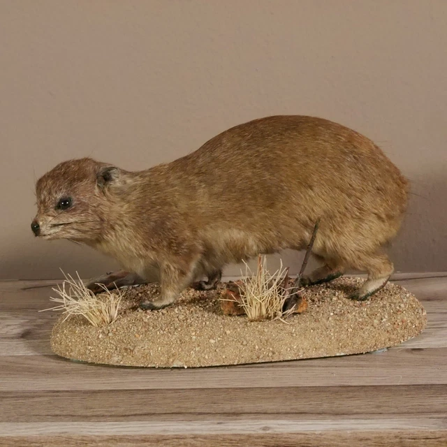 Klippschliefer Wüstenschliefer Klippdachs Preparado para Animales
