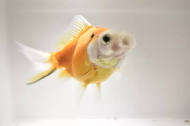 Ryukin Calico Goldfish 4-5" Live Tropical Freshwater Aquarium Fish Tank