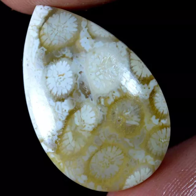 19.25 Carats 100% Naturel Fossil Corail Citron Tranche Créateur Cabochon Gemme