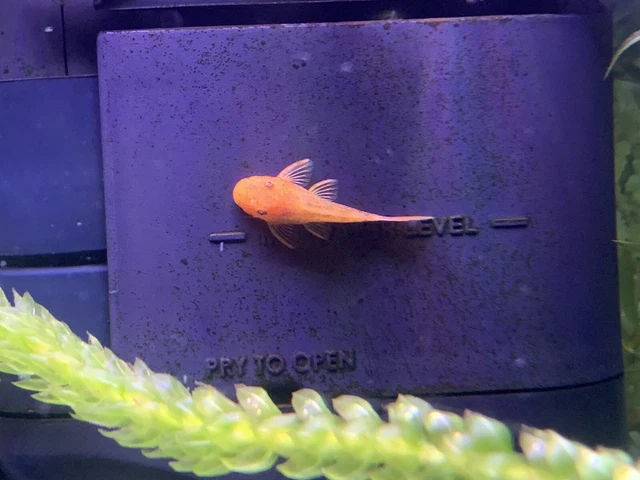 SUPER RED Bristlenose Pleco Plecostomus 1.25 -1.5inch (7 Pack) -Live-No Shipping 2