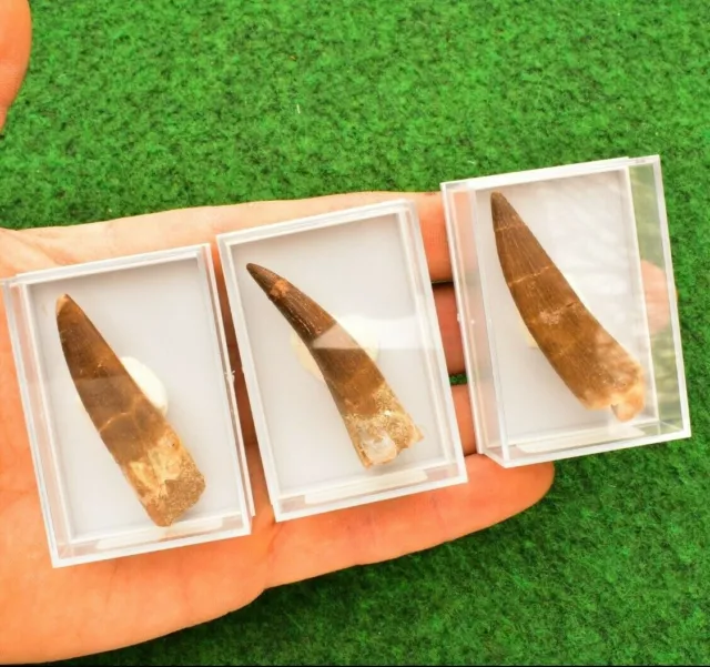 5-6cm Spinosaurus Dinosaur Tooth Teeth Boxed 100% Fossil Morocco Cretaceous #M 2