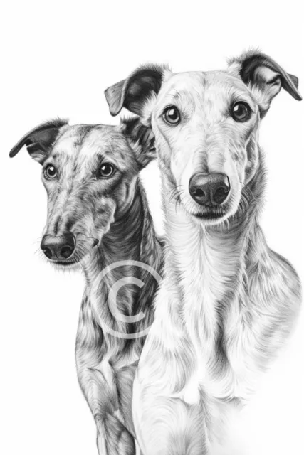 Greyhounds, Lurchers, Pencil Drawing Wall Art Print Picture A4 Unframed Print 